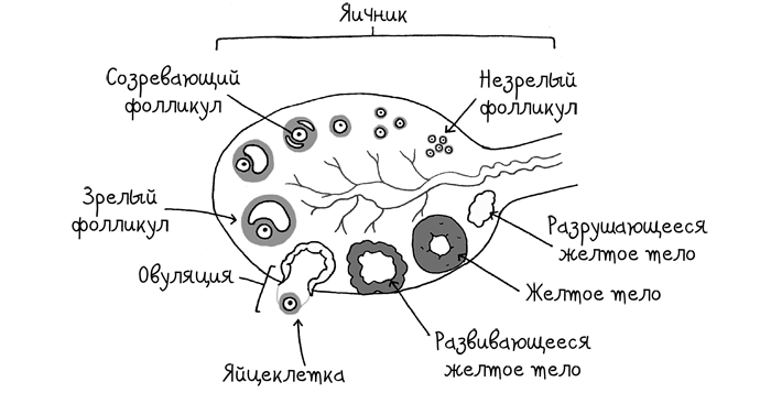 Сила цикла. Как использовать непостоянство гормонов, чтобы жить на полную - i_004.png