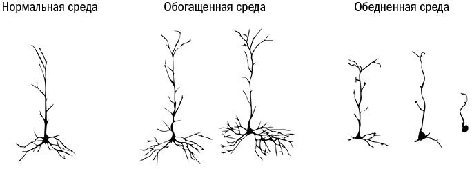 Живой мозг. Удивительные факты о нейропластичности и возможностях мозга - i_002.jpg