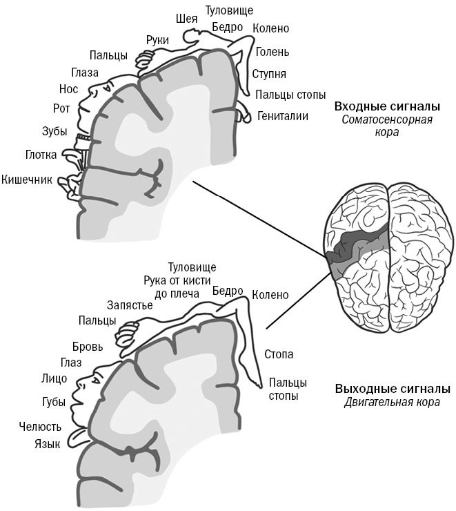 Живой мозг. Удивительные факты о нейропластичности и возможностях мозга - i_004.jpg
