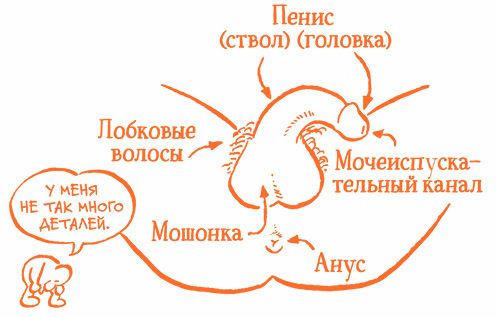 Парням о важном. Все, что ты хотел знать о взрослении, изменениях тела, отношениях и многом другом - i_003.jpg