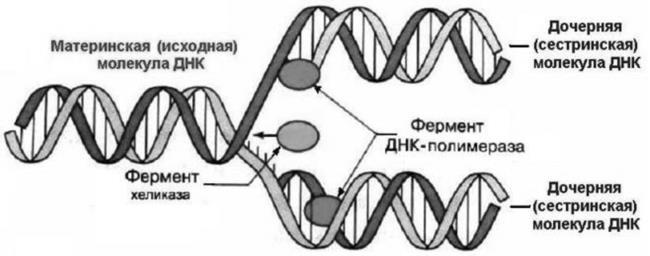 Генетика на пальцах - i_002.jpg