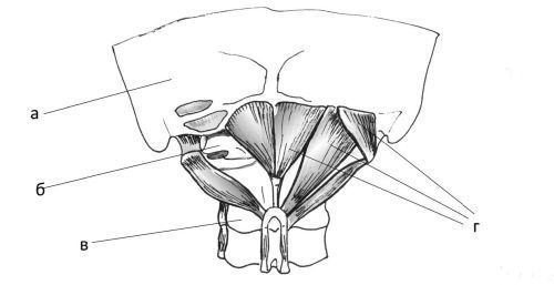 Невидимая родовая травма. Новое решение неврологических проблем у детей - i_005.jpg