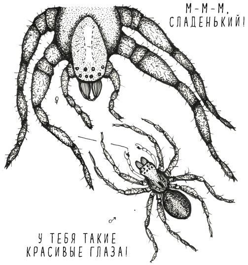 Может ли лошадь решать уравнения? И ещё 320 вопросов о животных - i_032.jpg