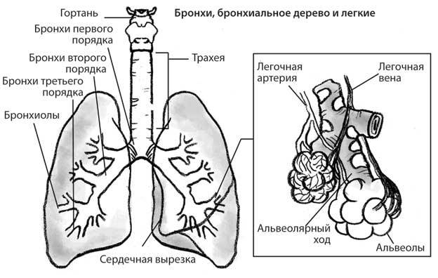 Лечебное дыхание. Новые методики оздоровления по системе доктора Бутейко - i_002.jpg