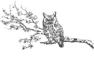 Магия деревьев. Как соединиться с их духом и стать мудрее - i_009.jpg