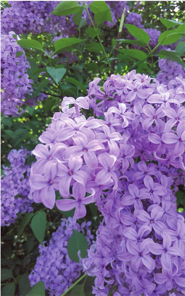 Сказки для детей и не только - i_003.jpg