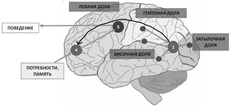 Что я сам себе говорю. Как мысли влияют на настроение и мотивацию - i_008.jpg