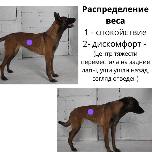 Ребенок и собака. Безопасная дружба - _5.jpg