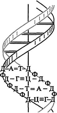 Звучание походки. Методика оздоровления спины и обретения красивой осанки - i_025.jpg