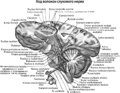 Звучание походки. Методика оздоровления спины и обретения красивой осанки - i_036.jpg