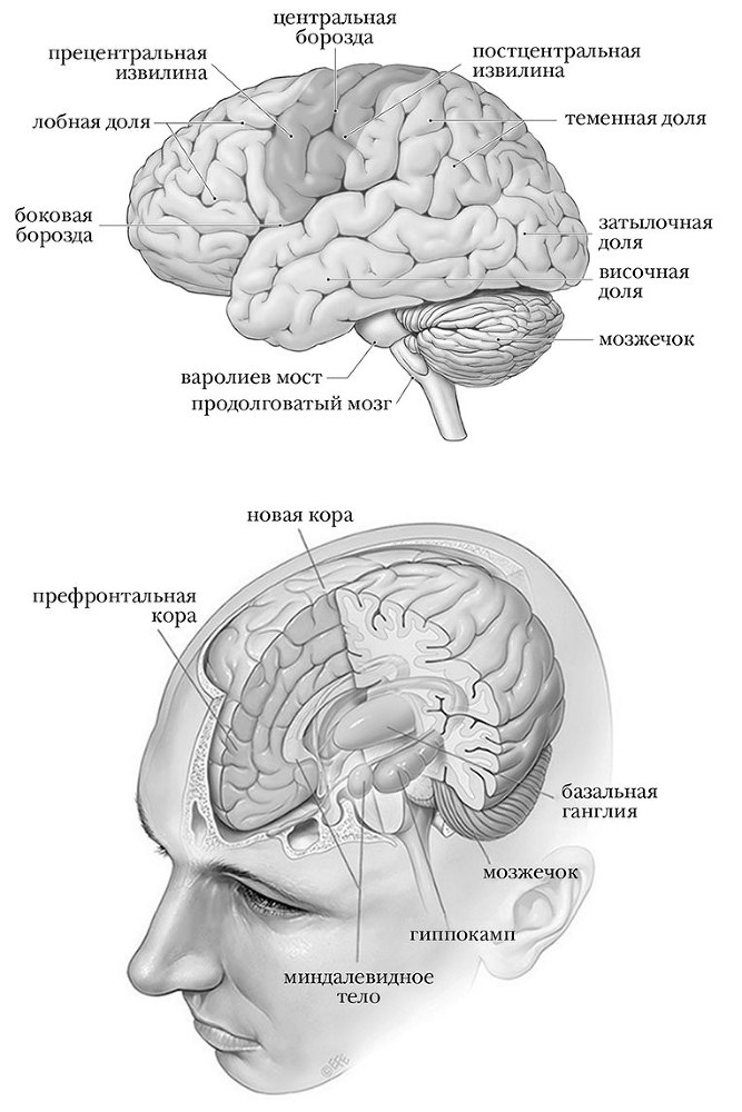 Мозг: биография. Извилистый путь к пониманию того, как работает наш разум, где хранится память и формируются мысли - i_002.jpg