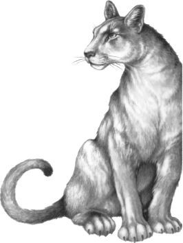 Месть пумы - i_029.jpg