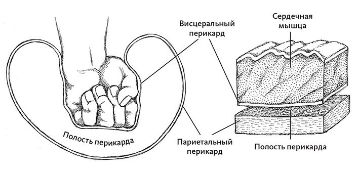 Пламенный насос. Естественная история сердца - i_004.jpg