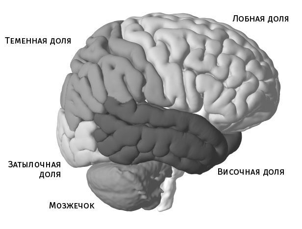 Потерявшая разум. Откровенная история нейроученого о болезни, надежде и возвращении - i_001.jpg