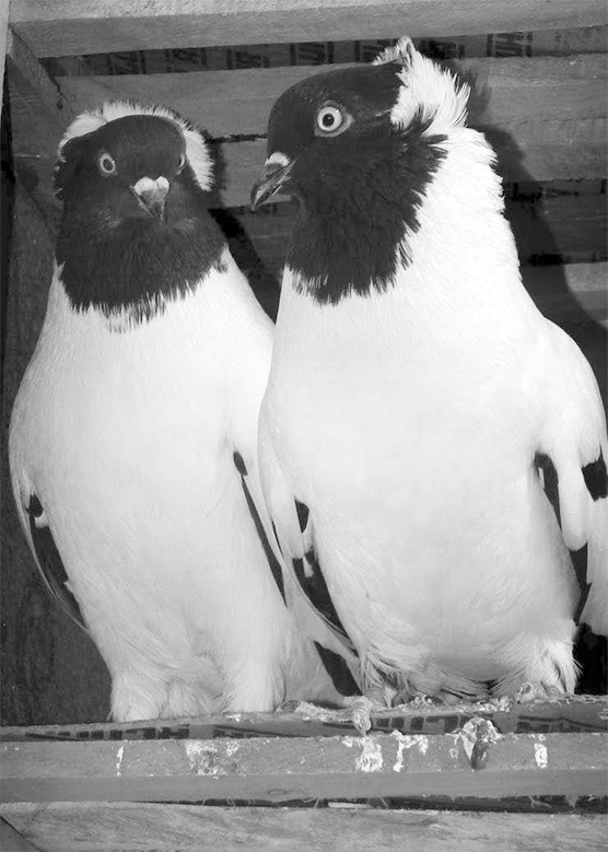 История жизни советского инженера от Сталина до Путина. Книга 1 - i_015.jpg