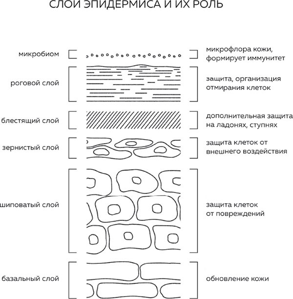 Бьюти на всю голову. Все, что нужно знать о современном уходе, инновациях в косметике и уловках индустрии красоты - i_002.jpg