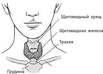 Тиреоидит Хашимото. Как понять глубинную причину заболевания и остановить разрушение щитовидной железы - i_001.jpg
