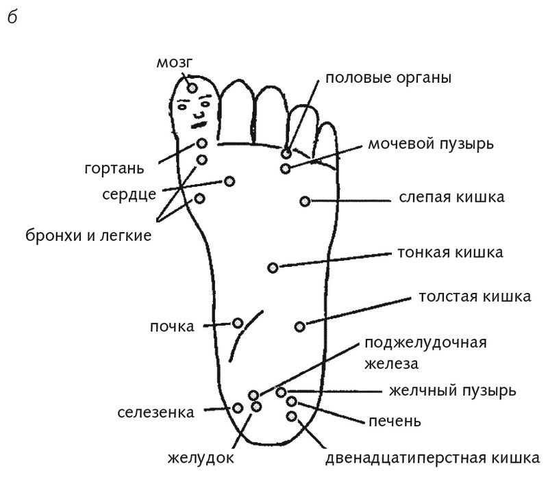 Шиацу и Су-джок: целительный массаж активных точек. Подробный самоучитель - i_012.jpg