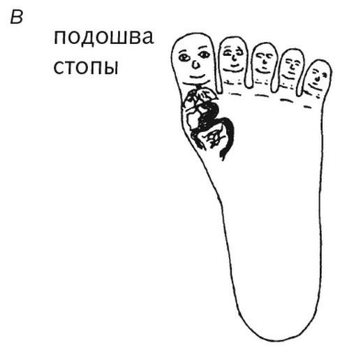 Шиацу и Су-джок: целительный массаж активных точек. Подробный самоучитель - i_018.jpg