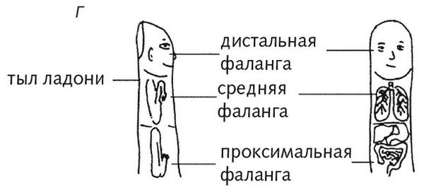 Шиацу и Су-джок: целительный массаж активных точек. Подробный самоучитель - i_019.jpg