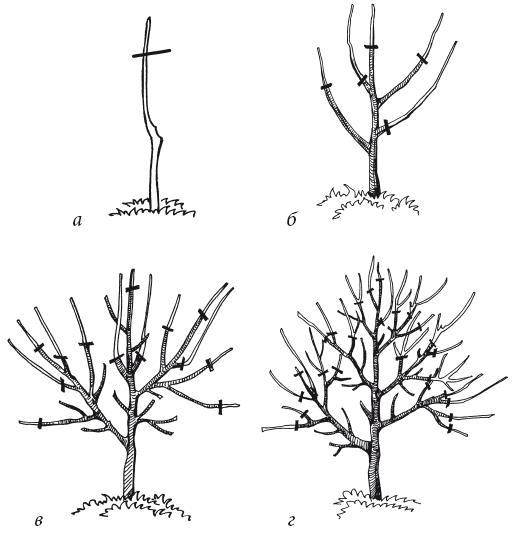 Плодово-ягодные деревья и кустарники. Размножение и уход - i_007.jpg