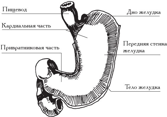 Справочник гастроэнтеролога - i_005.jpg