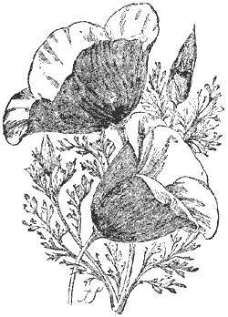 Лютер Бербанк. Садовод-чудотворец - _23.jpg