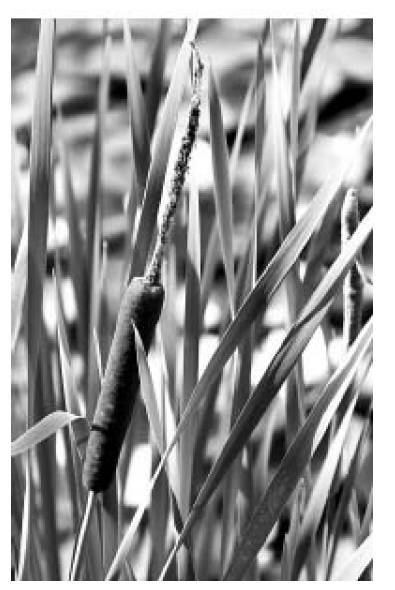 Восстановительное сельское хозяйство. Реальная пермакультура для фермеров - _40.jpg