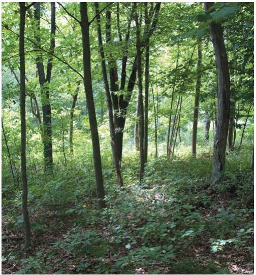 Восстановительное сельское хозяйство. Реальная пермакультура для фермеров - _57.jpg