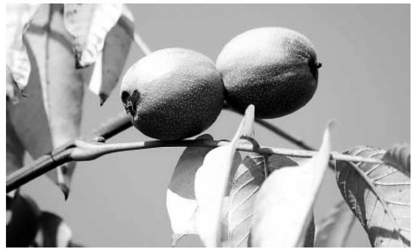 Восстановительное сельское хозяйство. Реальная пермакультура для фермеров - _41.jpg