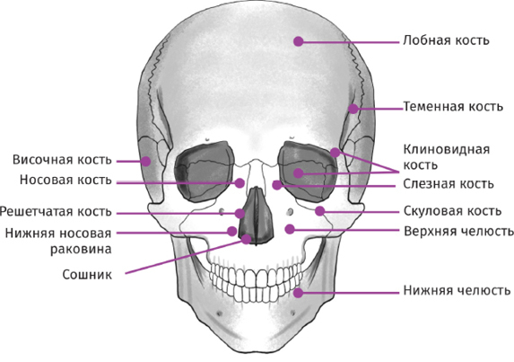 Красота своими руками. Практикум по гимнастике для лица - i_007.jpg