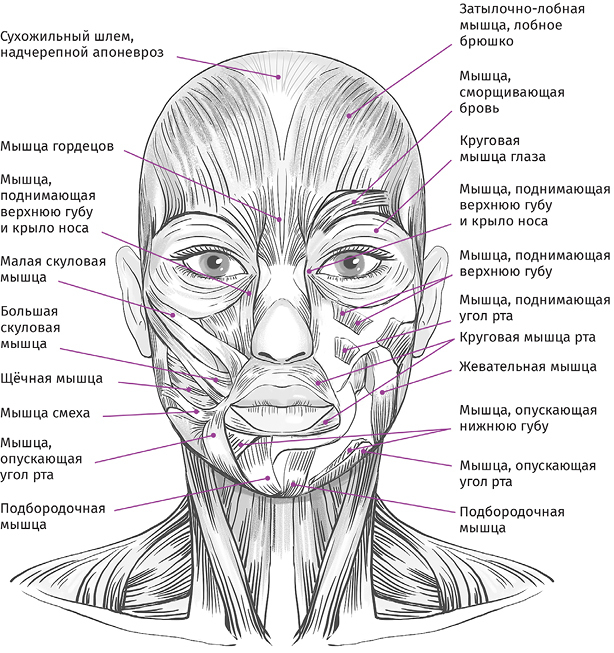 Красота своими руками. Практикум по гимнастике для лица - i_012.jpg