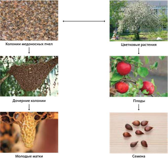 Феномен медоносной пчелы. Биология суперорганизма - i_050.jpg