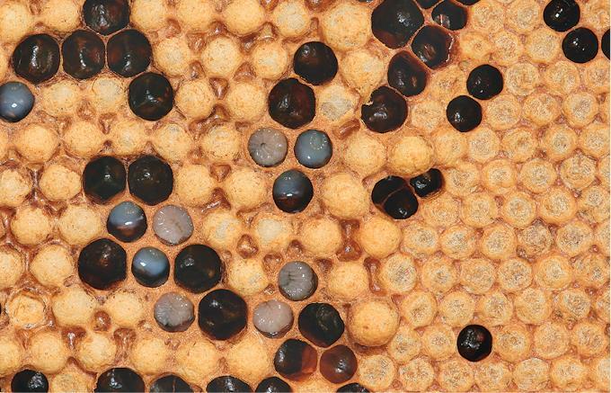 Феномен медоносной пчелы. Биология суперорганизма - i_128.jpg