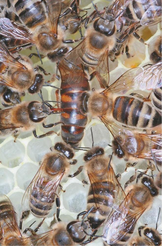 Феномен медоносной пчелы. Биология суперорганизма - i_129.jpg