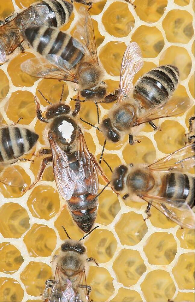 Феномен медоносной пчелы. Биология суперорганизма - i_130.jpg