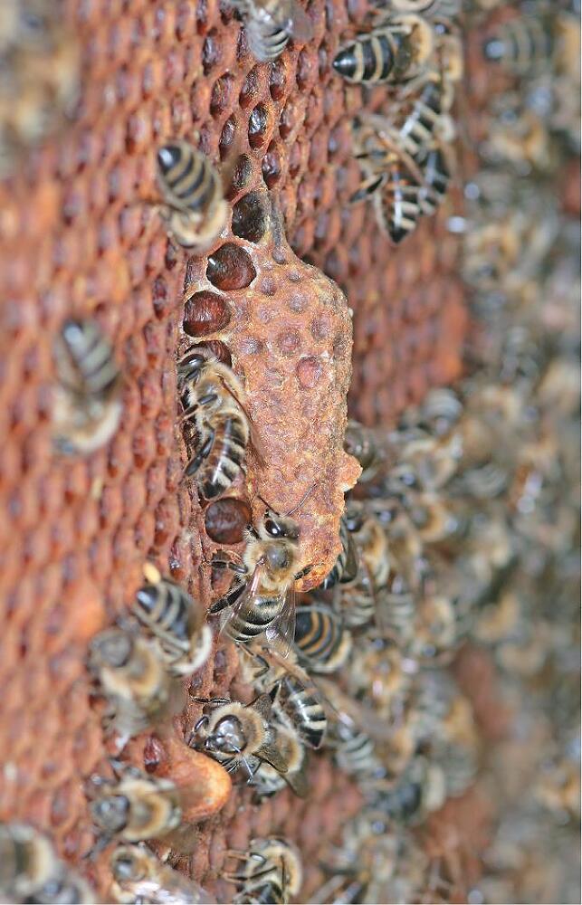 Феномен медоносной пчелы. Биология суперорганизма - i_131.jpg