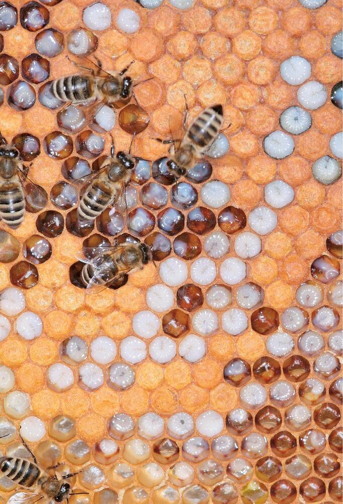 Феномен медоносной пчелы. Биология суперорганизма - i_132.jpg