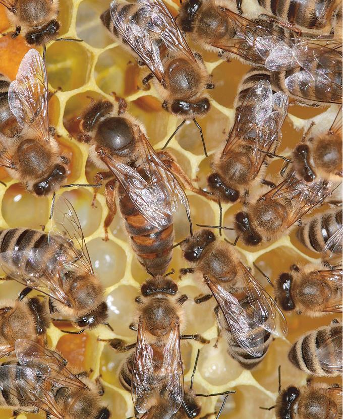 Феномен медоносной пчелы. Биология суперорганизма - i_133.jpg