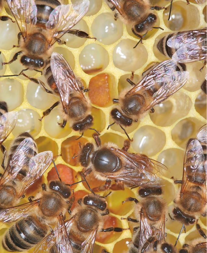 Феномен медоносной пчелы. Биология суперорганизма - i_134.jpg