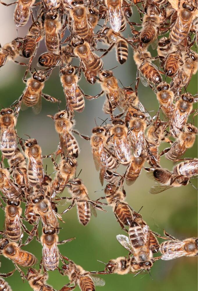 Феномен медоносной пчелы. Биология суперорганизма - i_216.jpg