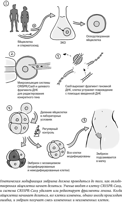 Неестественный отбор. Генная инженерия и человек будущего - i_002.png