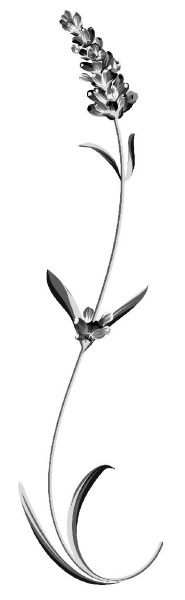 Жадорка. Роман о любви - i_010.jpg