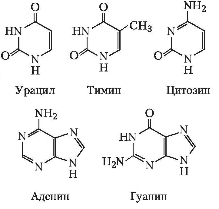 Биология. Биосинтез белка. Полный практический курс для самостоятельной подготовки к заданиям №3 и №27 - _0.jpg