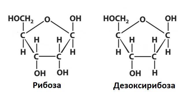 Биология. Биосинтез белка. Полный практический курс для самостоятельной подготовки к заданиям №3 и №27 - _1.jpg