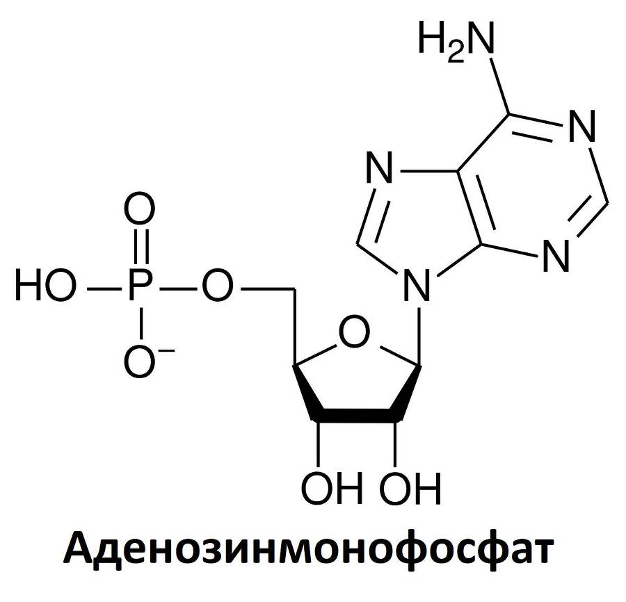 Биология. Биосинтез белка. Полный практический курс для самостоятельной подготовки к заданиям №3 и №27 - _3.jpg