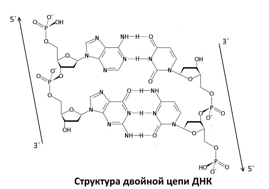 Биология. Биосинтез белка. Полный практический курс для самостоятельной подготовки к заданиям №3 и №27 - _5.jpg