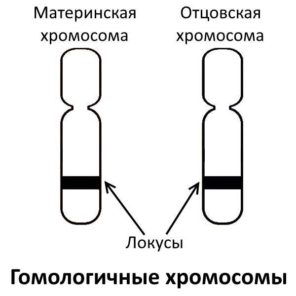 Биология. Генетика. Полный теоретический и практический курс - _0.jpg