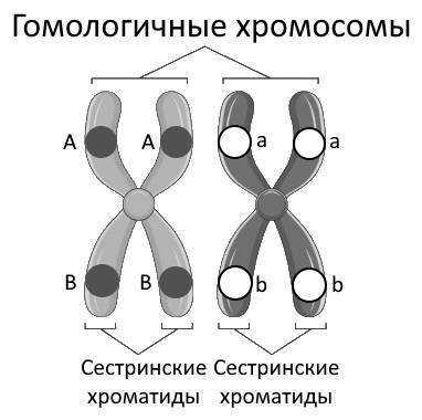 Биология. Генетика. Полный теоретический и практический курс - _7.jpg