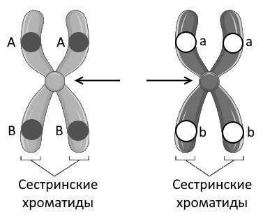 Биология. Генетика. Полный теоретический и практический курс - _8.jpg